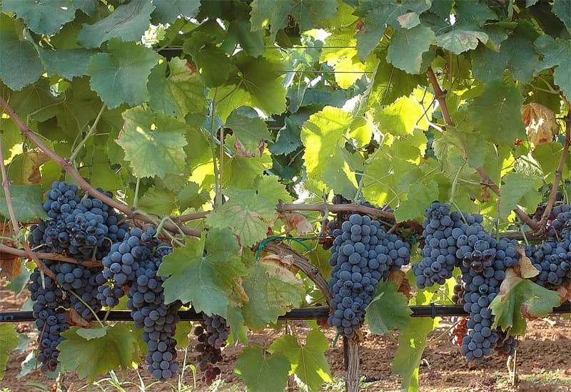 Nero D&#x27;Avola in Italy