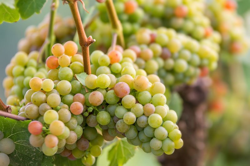 Savignin Grapes of Jura, France