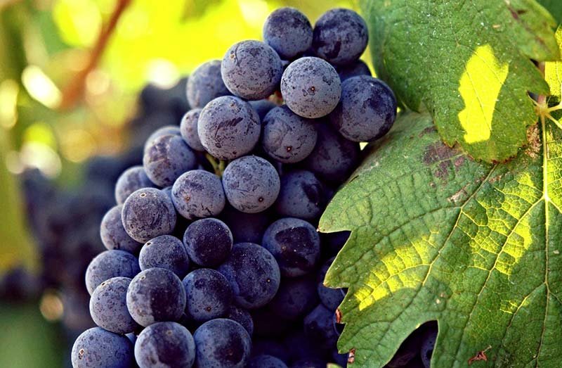 Lambrusco Emilia grapes