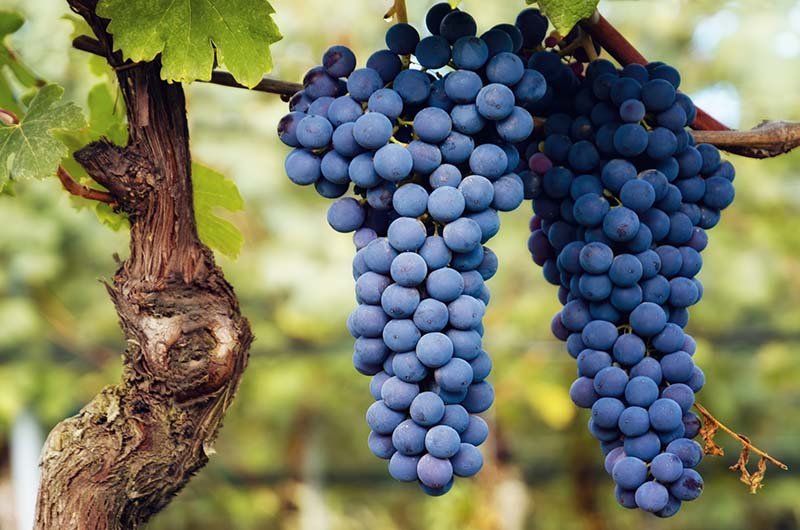 Langhe Nebbiolo Grapes