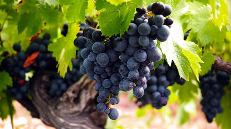Languedoc Wine Grapes