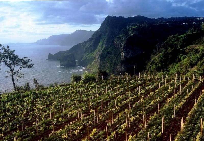 Madeira-Wine-12.jpg