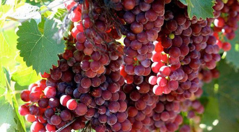 Moscato Wine Grapes
