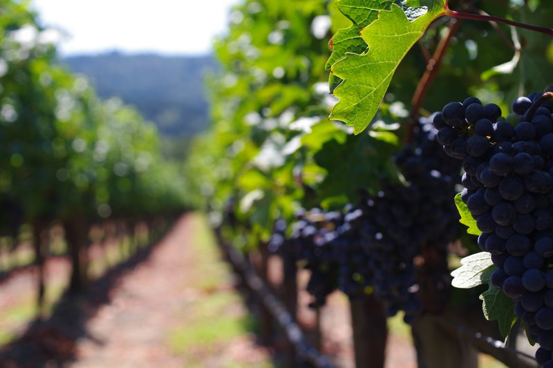 NAPA VALLEY CABERNET SAUVIGNON.jpg