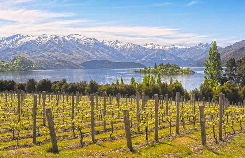 New Zealand Pinot Noir Vineyard