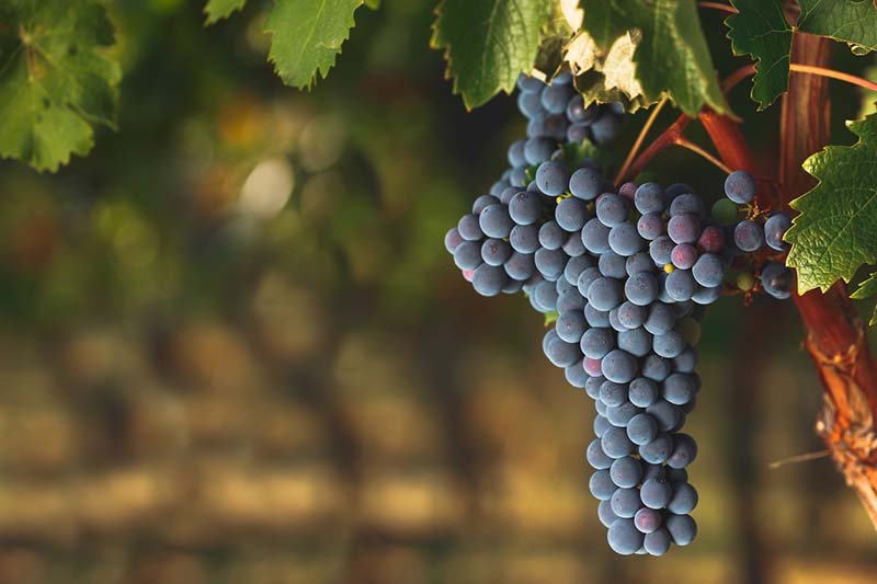 Old Vine Grapes
