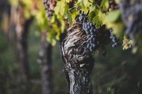 Old Vine Wine