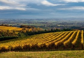 Oregon-Wine-Region.jpg