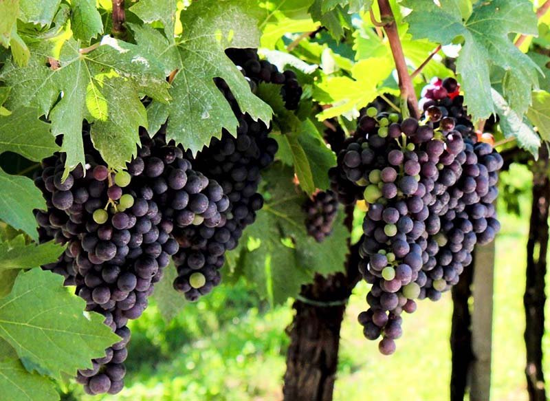 Organic Red Wine Grapes