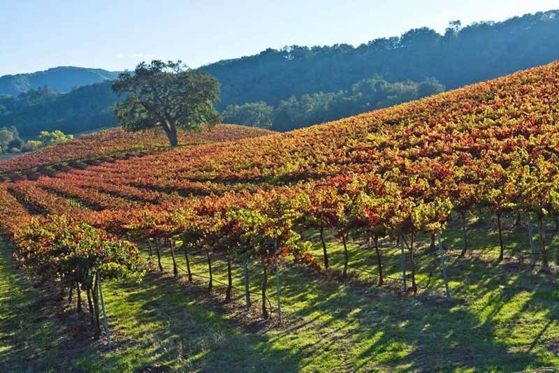 Paso Robles wine country is located between San Francisco and Los Angeles along the Central Coast of California.