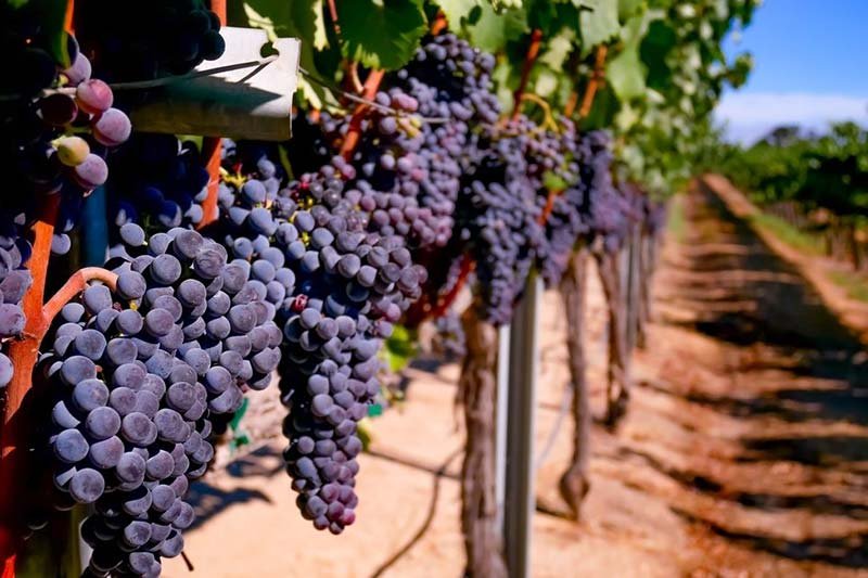Go ahead, add all these Paso Robles wineries to your bucket list, and make sure you try out some of these delicious wines as well.
