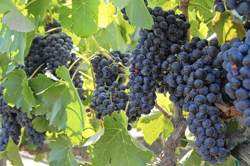 Right Bank Bordeaux Cabernet Sauvignon grapes