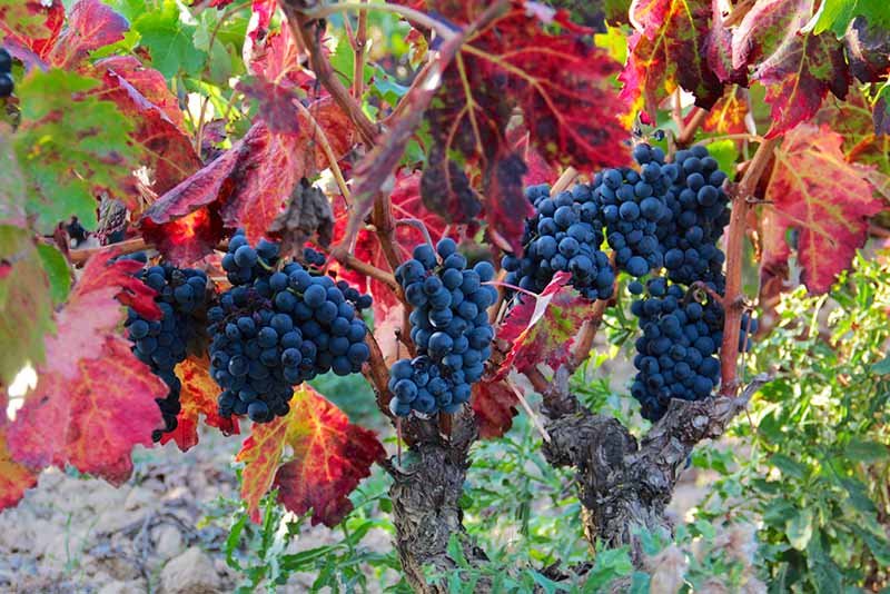 Rioja Alta grapes