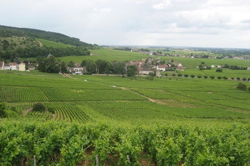 Domaine Georges Roumier vineyards