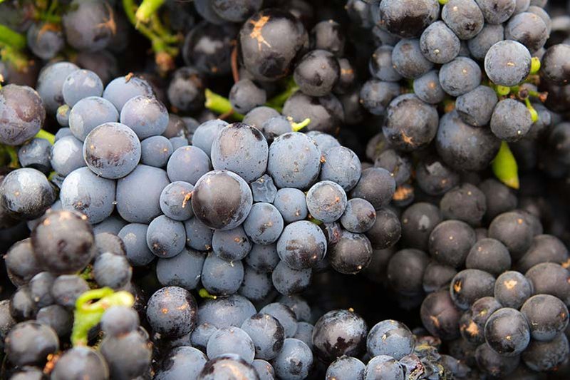 Russian River Valley Pinot Noir grapes