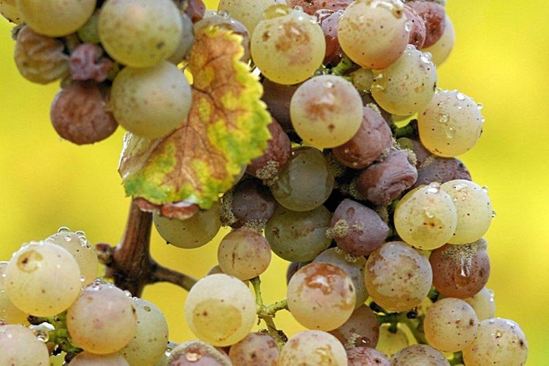 Semillon-Wine-Grape.jpg