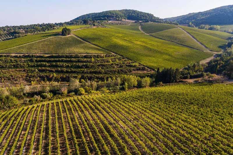 Wine viticulture was introduced to southern Italy and Sicily by the Mycenaean Greeks at the end of the Bronze Age. Wine production became well established by around 800BC.