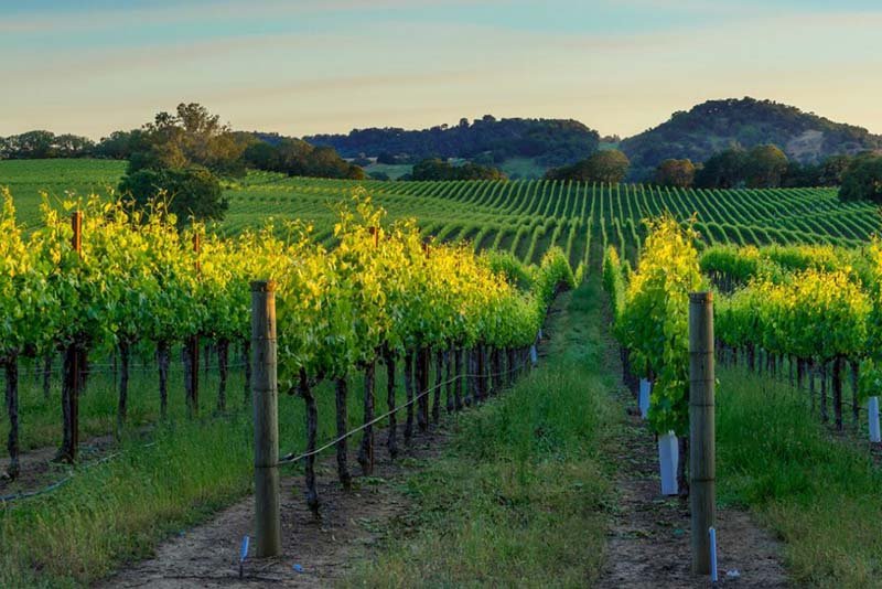 Sonoma Cutrer Chardonnay Vineyard