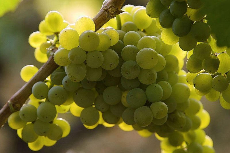 Spanish White Wine Albarino