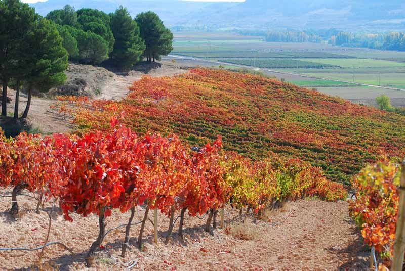 Spanish Wine Region Castilla y Leon 