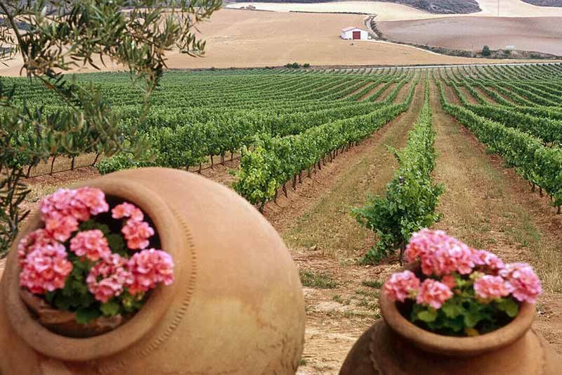 Spanish Wine Region Navarra