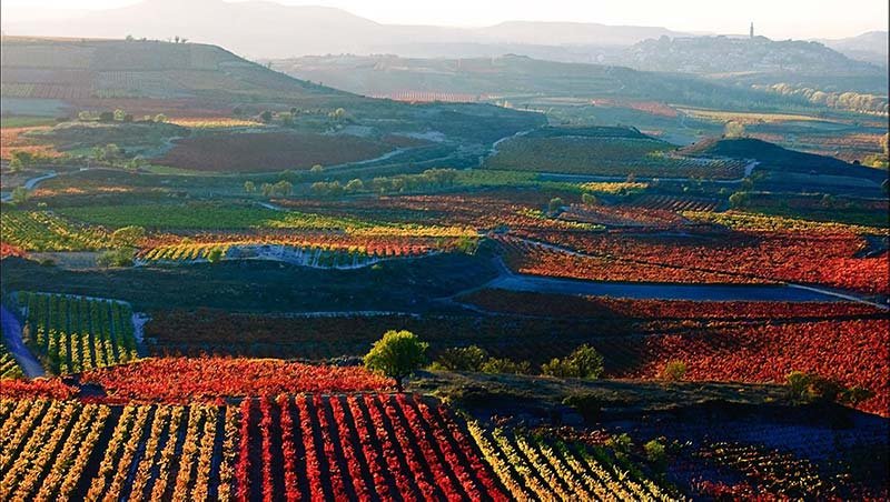 Spanish Wine: Rioja Wine Region