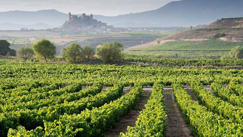 Spanish Wine Vineyard