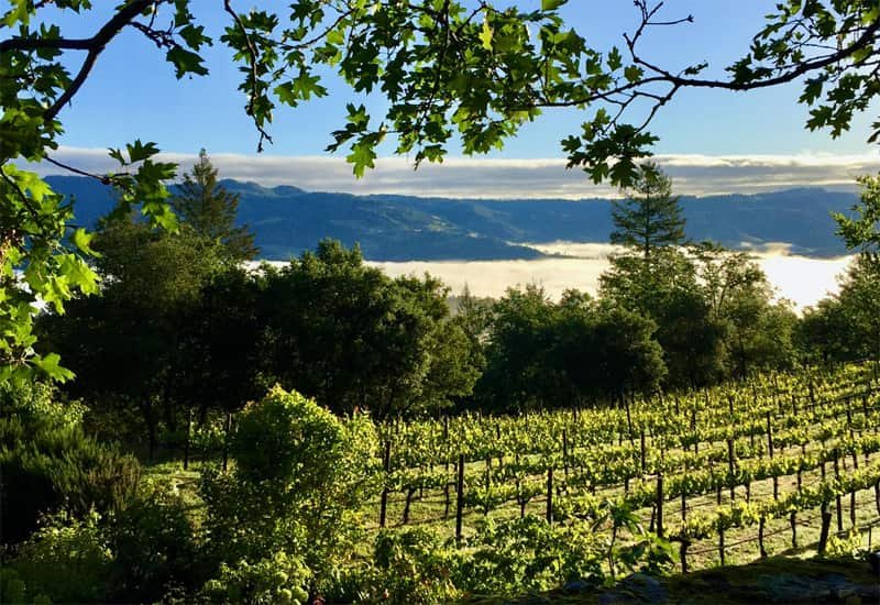 Stony Hill Vineyard is tucked away south of the Bothe Napa Valley State Park, St. Helena. The winery makes some delightful Cabernet Sauvignon, Chardonnay, and Riesling wines. 