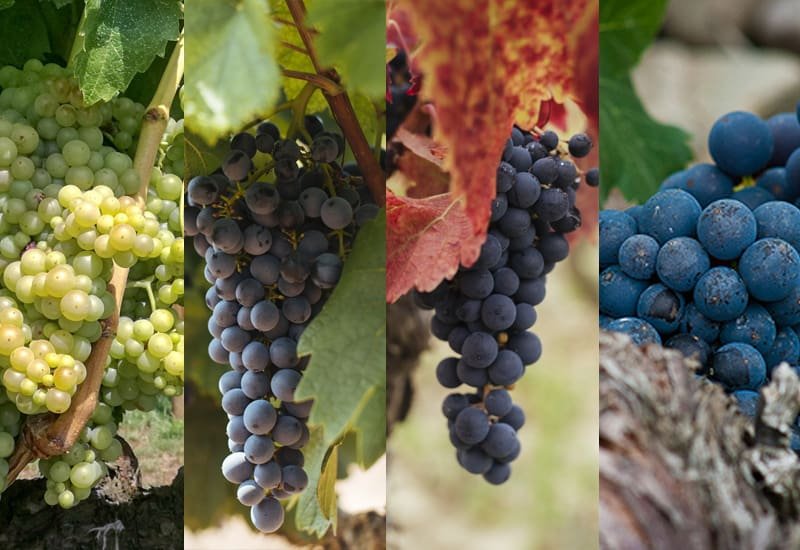 Rioja produces wine blends and some excellent single varietal Tempranillo wines. The wines that fall under the DOCa Rioja status are made from grapes grown in the subregions of La Rioja, Pais Vasco, and Navarre. 