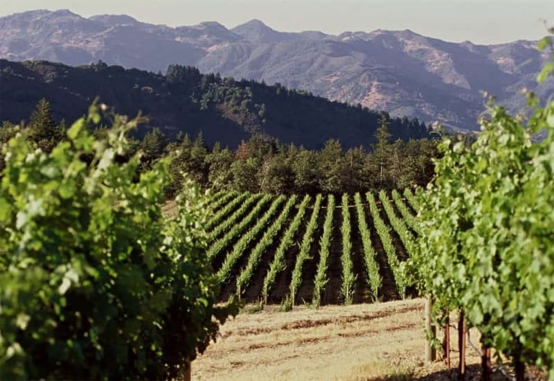 Woodbridge owns three main vineyards - the Kayli Morgan vineyard, the Ark Vineyard, and the historic Eisele Vineyard. 