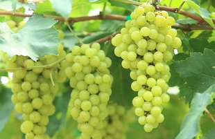 Trebbiano-Grape-Varieties-Hero.jpg