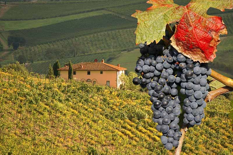 Tuscan Sangiovese grapes
