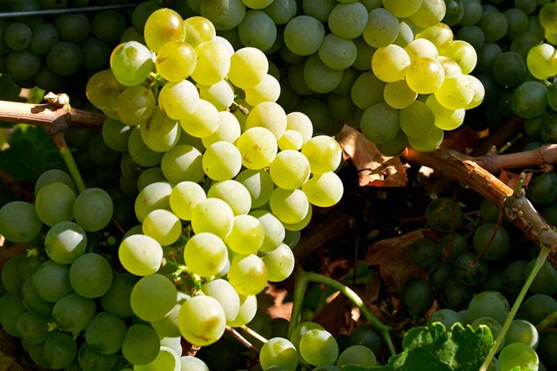 Verdejo Wine grapes