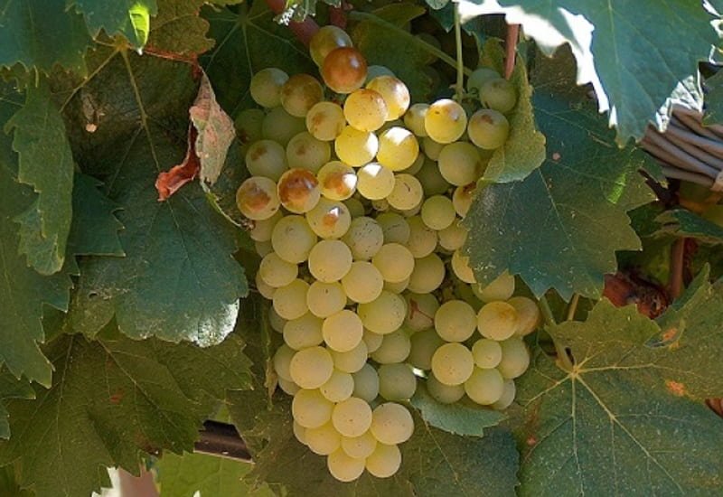 One theory suggests that the Vermentino grape varietal originated in Anatolia (a large peninsula in western Asia) and made its way to the Middle East.