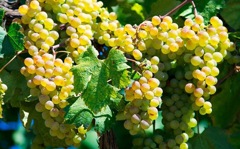 Vermentino Di Sardegna Grapes
