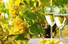 Vermentino: Wine Regions, Taste, 8 Best Bottles To Buy (2021)