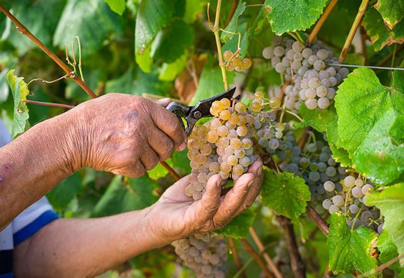 Vinho-Verde-Viticulture.jpg