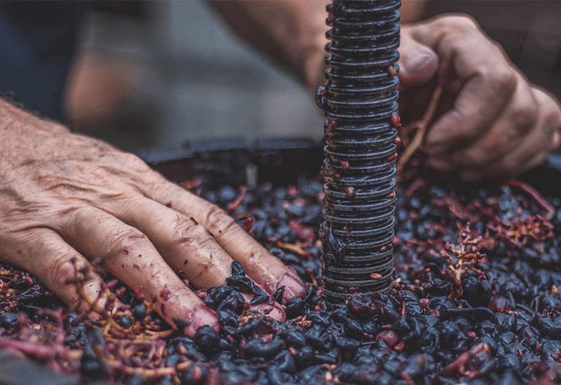 Vinification-Processes.jpg