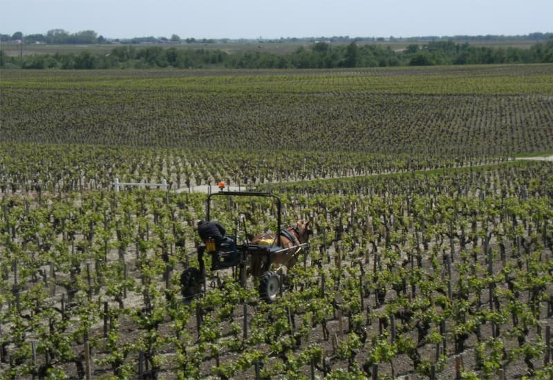Viticulture-at-Chateau-Pontet-Canet.jpg