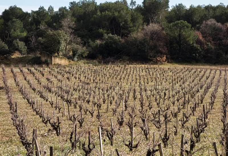 Chateau Rayas owns 12 hectares of vineyards in the Chateauneuf du Pape region.