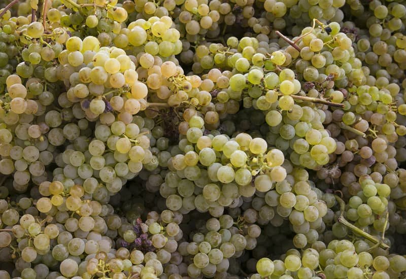 White-Grapes-of-Vinho+Verde.jpg