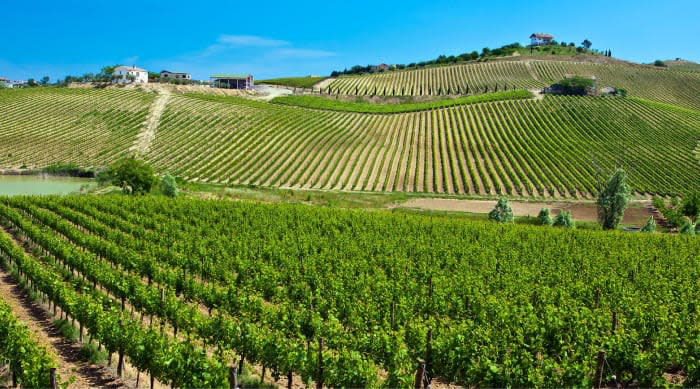 Montepulciano d&#x27;Abruzzo