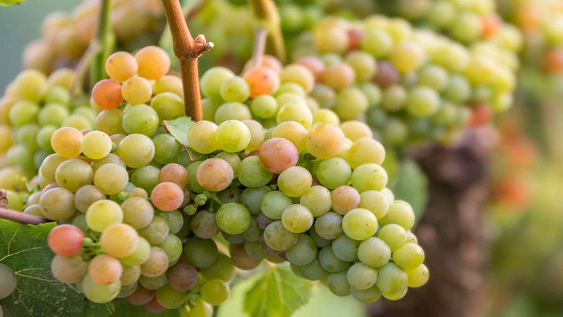 Alsace wine region grapes
