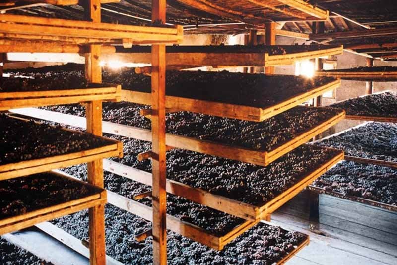 Grapes being used in production of Amarone della Valpolicella 
