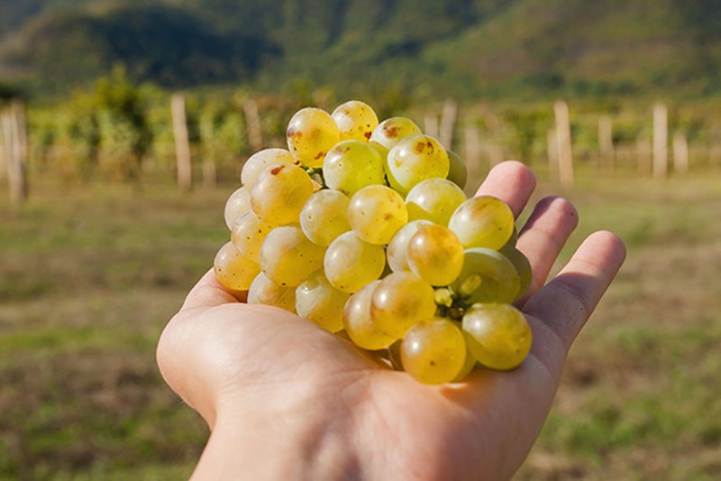 Argentina White Grapes