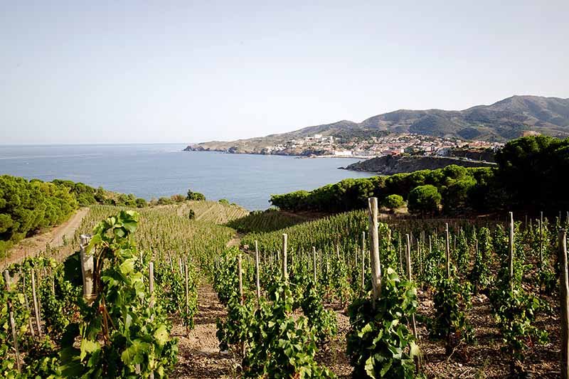Banylus wine region