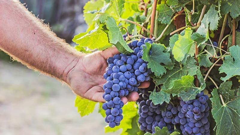 Barbera wine grapes on vine.