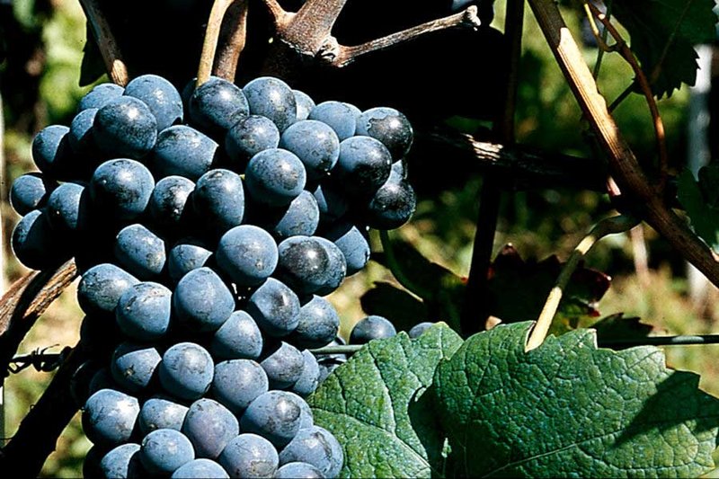 Barbera wine grapes before harvest