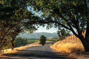 California Pinot Noir