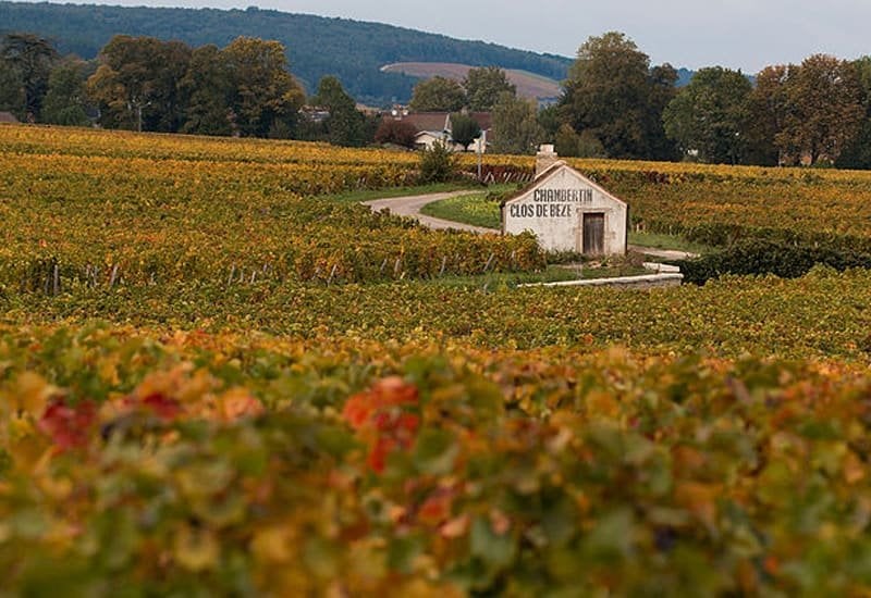 chambertin-clos-de-beze-1.jpg